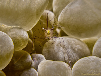 Partner Shrimp on a bubble coral