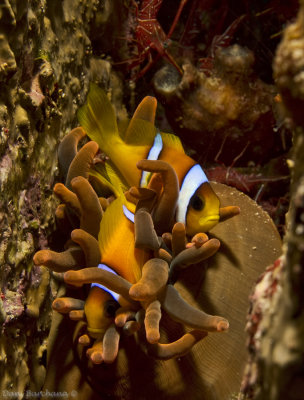 Twoband anemonefish (Amphiprion bicinctus)