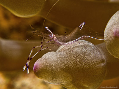 Partner Shrimp on a bubble coral