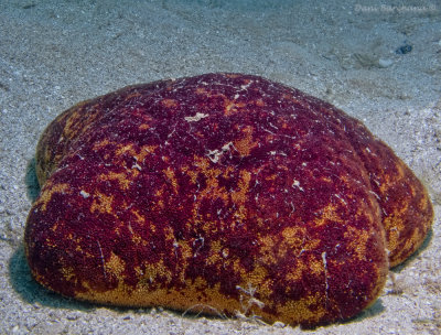 Starfish - Culcita coriacea (Unique to the red sea)