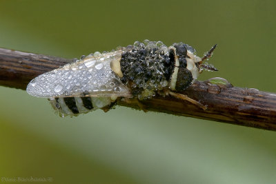 Fly - Stratiomytidae