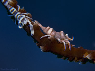 Whip Coral Shrimp - Pontonides unciger