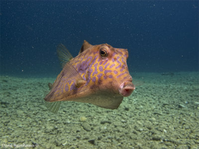Thornback Trunkfish (Tetrasomus gibbosus)