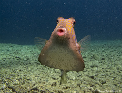Thornback Trunkfish (Tetrasomus gibbosus)