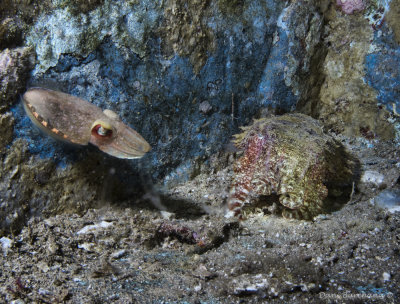 2 CUTTLEFISH courting....