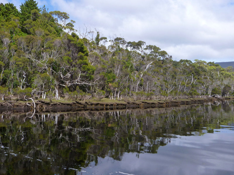 Melaleuca Creek  1