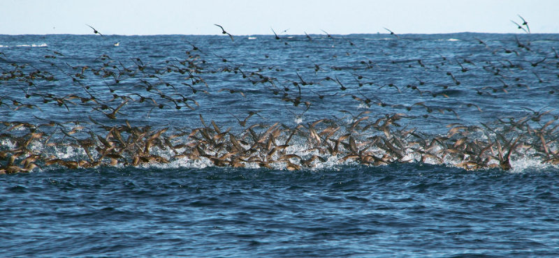 More birds than necessary