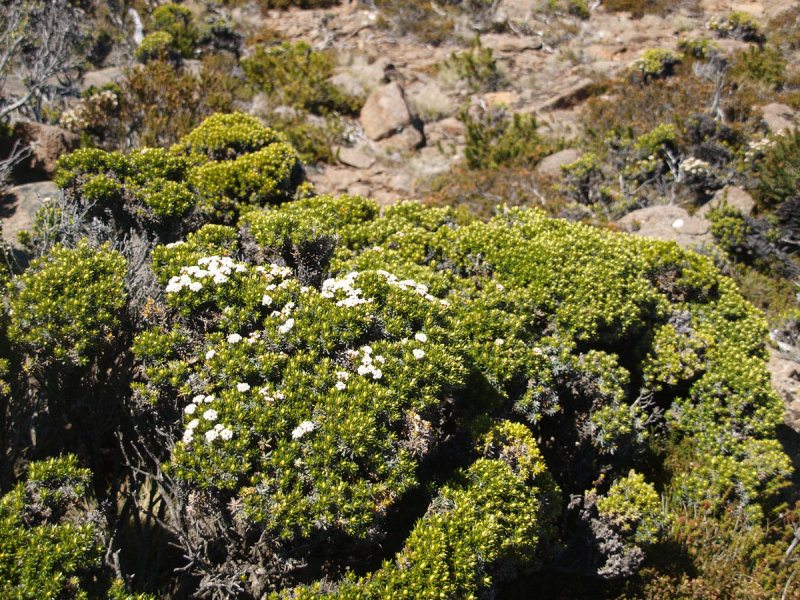 What grows on Mount Wellington