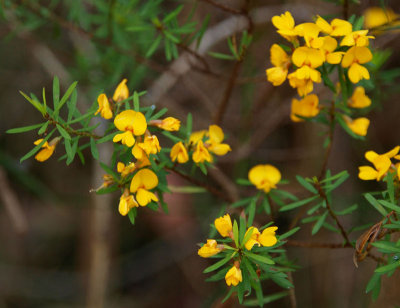 Whats this  Pultenaea?