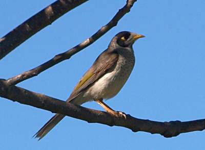 Noisy miner