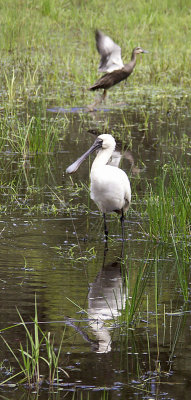 Royal spoonbill (and a duck, leaving)