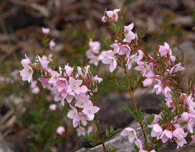 Boronia floribunda