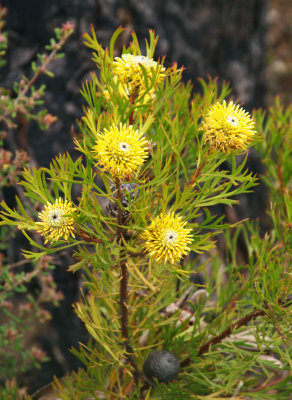 Isopogon anemonifolius