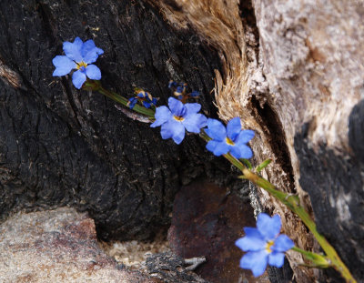 Dampiera purpurea