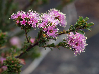 Not Kunzea, is it?