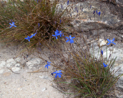 Wahlenbergia ..... ?