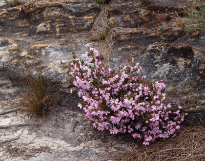 Boronia floribunda