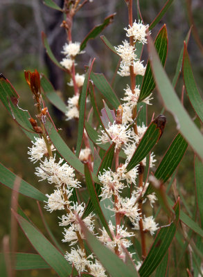 Hakea dactyloides