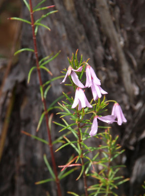 Tetratheca ....... ?