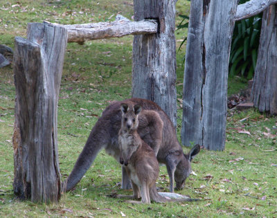 Kangaroo with young