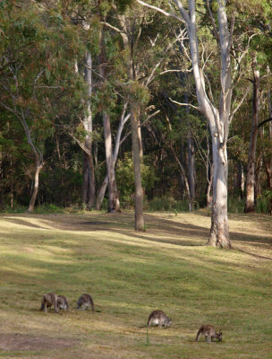 Kangaroos may safely graze
