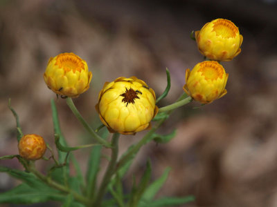 Half-open Xerochrysum bracteatum