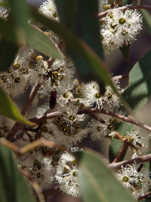 Eucalypt blossom with visitor