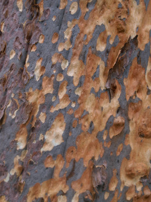 Eucalypt bark in summer – 3