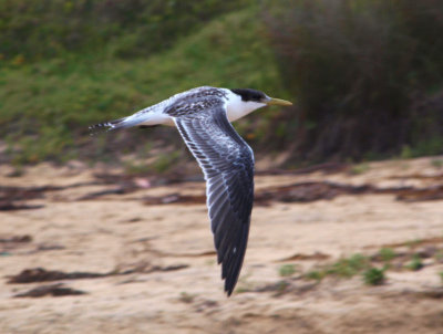 Unstoned tern