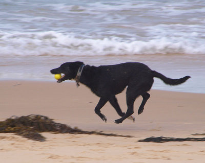 Airborne dog