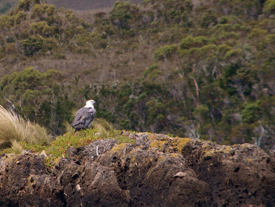 Sea eagle on an rocky islet