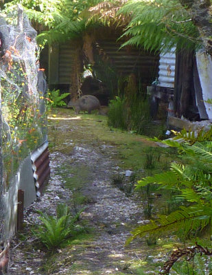 Pademelon in King's garden