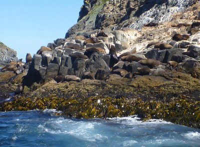 Seals, and rocks that look like seals