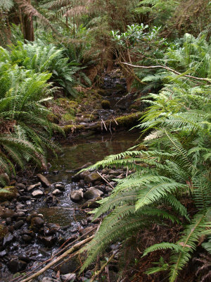 Creek beside Mavista Walk