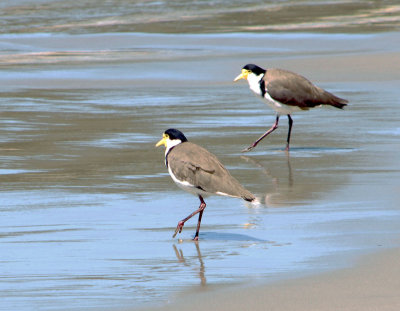 Plover on the beach