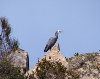 White-faced Heron