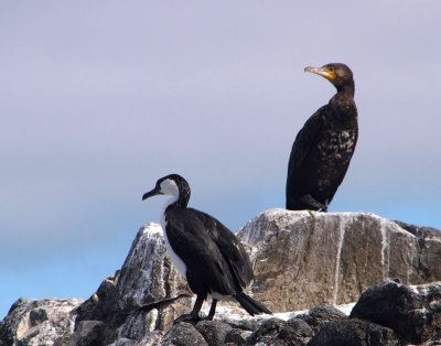 Cormorants on an offshore rock