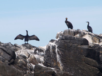 Cormorants