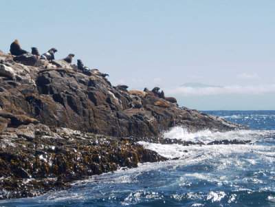 Seals on The Friars