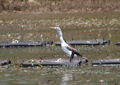 Pied Cormorant