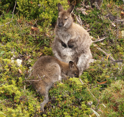 Bennetts Wallaby  mother and joey