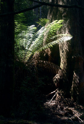 Backlit tree fern