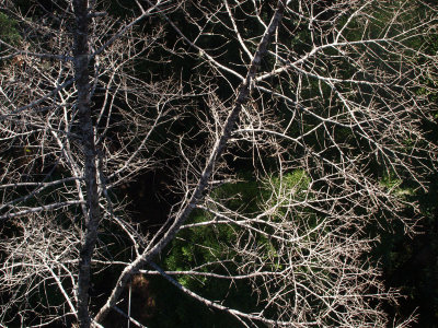 Looking down from the Air Walk