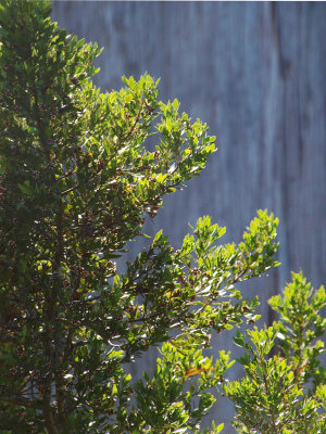 Among the trees