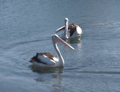 Pelicans Everywhere (44 pictures)