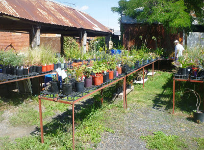 Plants for sale behind the shop