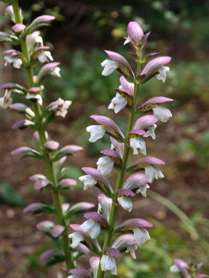 It grows along the roadside