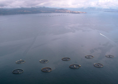 Salmon farming