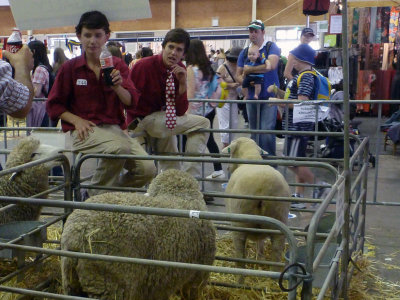 Students in charge of sheep