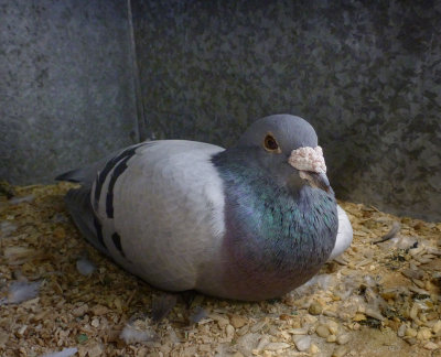 Champion racing pigeon